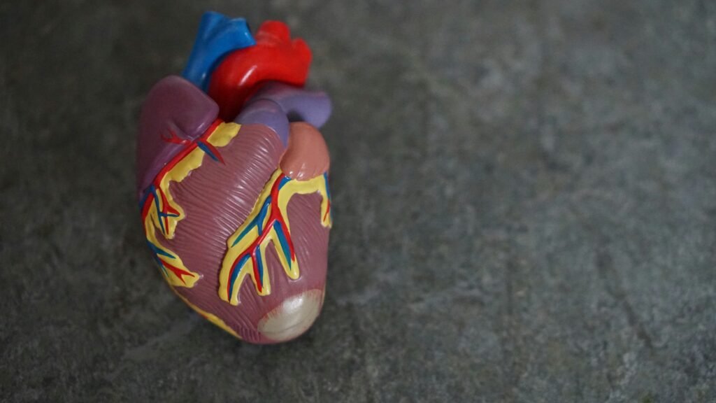 Prevention and Long-Term Heart Health 🫀